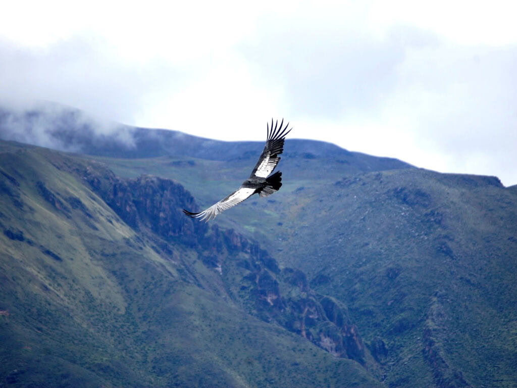 Peru Vacations: Cola Canyon Condor