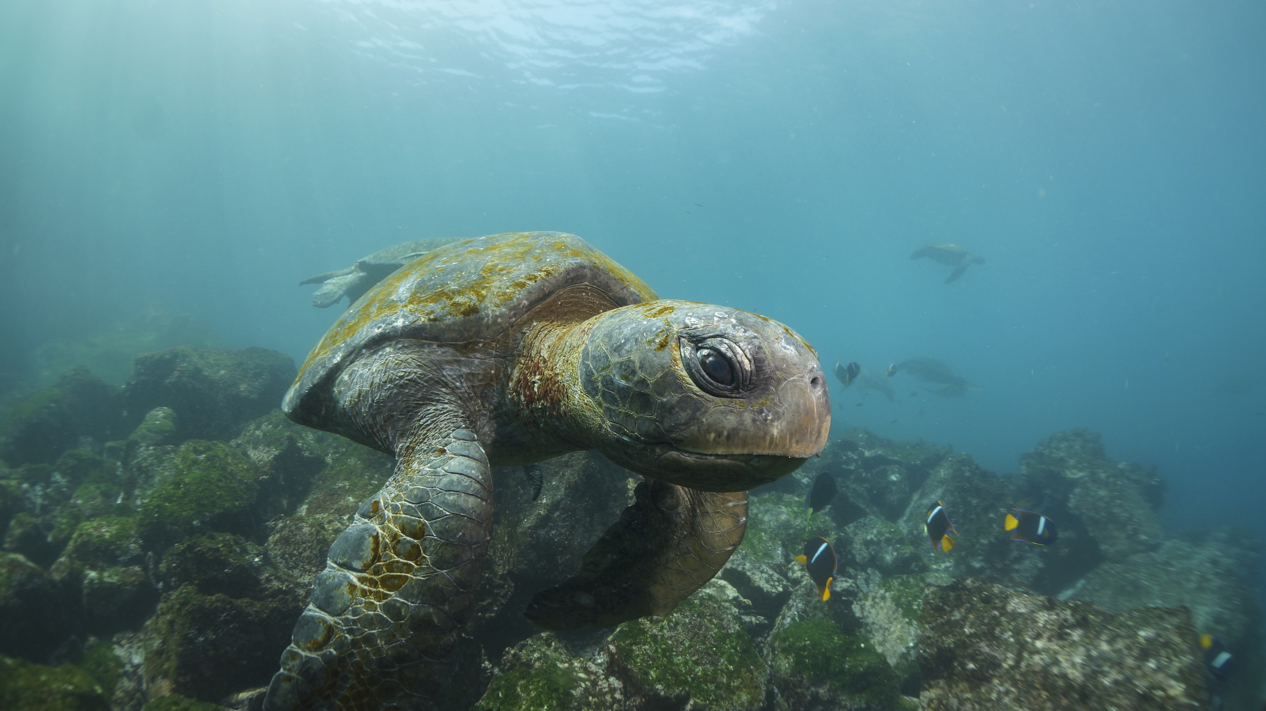 Ecuador Family Vacation - Galapagos Islands