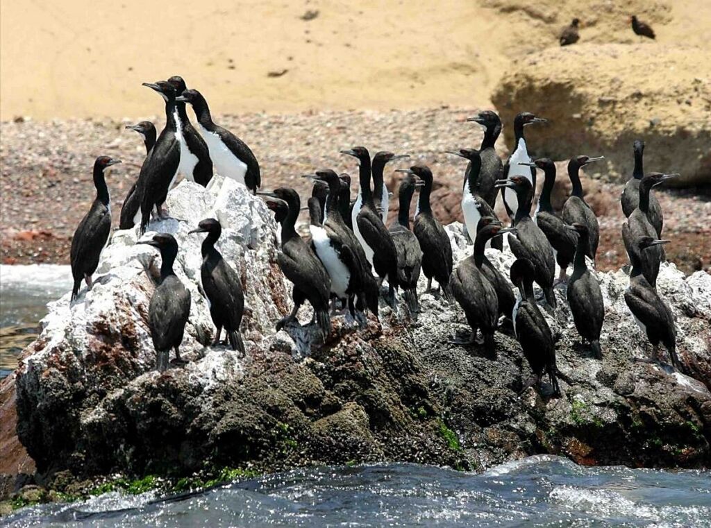 Peru Vacations: Humboldt Penguins