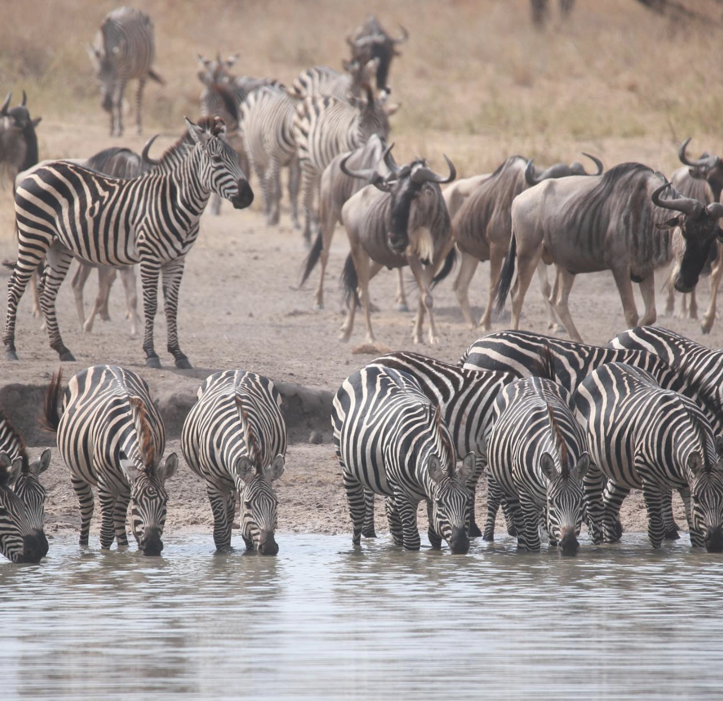 Tanzania Africa Safari